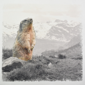 Dekostoff Panel Serge Murmeltier, 50 x 50 cm