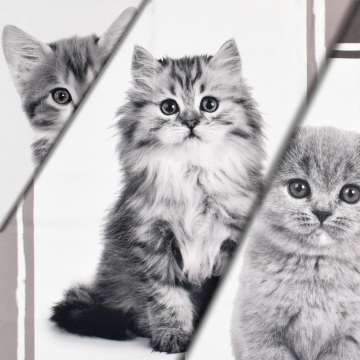 Dekostoff Serge Sweet Cats, 160 x 70 cm