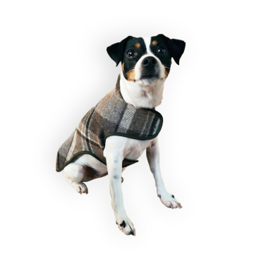 Patron manteau chien pdf Allwetter Fadenkäfer, en allemand