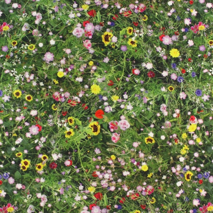 Tissu déco semi panama fleurs des champs Spring Wildflowers, impression numérique