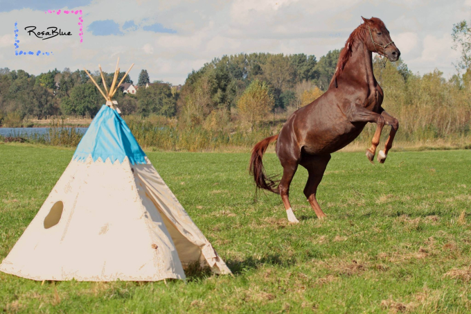 E-Book CoelnerLiebe Das große Tipi