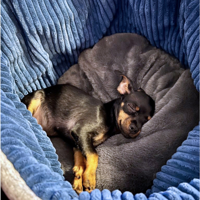Patron panier ou corbeille pour chiens et chats pdf Sissi Erbsünde, en allemand