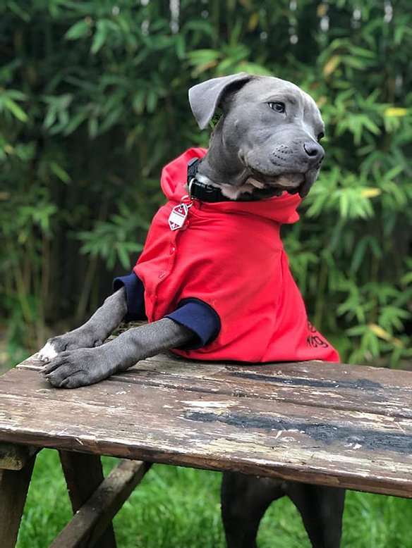 E-Book Joudii Hundehoodie Charly, duits