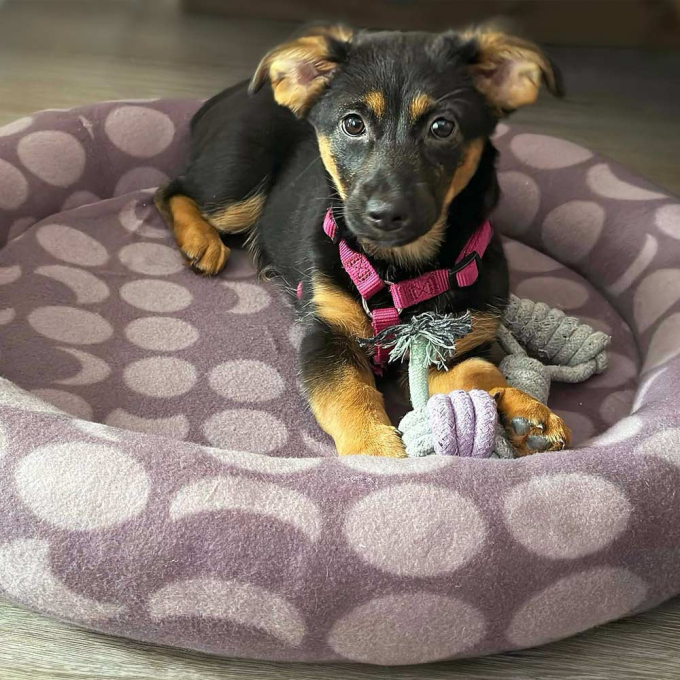 E-book Maker Mauz Katzenbett / Hundebett, Duits