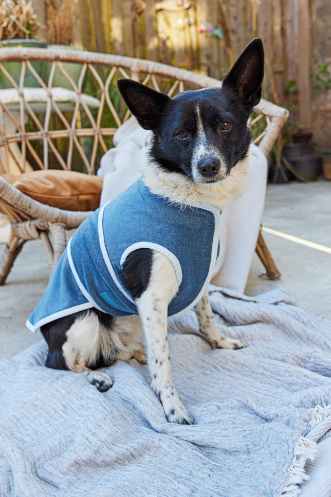 Patron Burda 5702 accessoires pour chien, version papier, en français