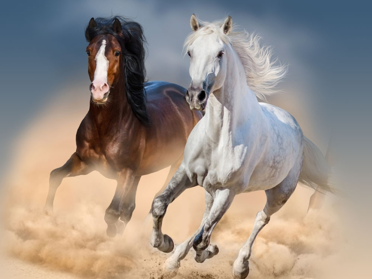 Beste Katoenen jersey Malomi paarden paneel 150 x 70 cm | Stoffen Hemmers AL-45