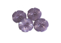 Bloemen-Knop, lilac