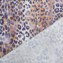 Tissu double gaze de coton Léopard Leo Spots, marron
