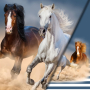 Katoenjersey Malomi paneel paarden 150 x 65 cm