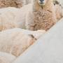 Dekostoff Halbpanama Little Sheep, beige
