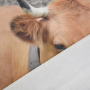 Deco fabric Serge Panel cow, 50 x 50 cm