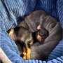 Patron panier ou corbeille pour chiens et chats pdf Sissi Erbsünde, en allemand