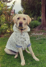 E-Book Joudii Hundehoodie Charly, duits