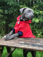 E-Book Joudii Hundehoodie Charly, duits
