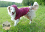 E-Book Joudii Hundehoodie Charly, duits