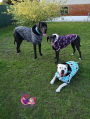 E-Book Joudii Hundehoodie Charly, duits