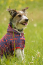 E-Book Joudii Hundehoodie Charly, duits