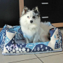 E-book Maker Mauz Hundebett Alma, Duits