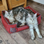 E-book Maker Mauz Hundebett Alma, Duits