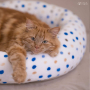 E-book Maker Mauz Katzenbett / Hundebett, Duits