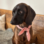 E-book The DogWorkShop Hundehalstuch Classic, Duits