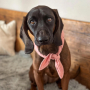 E-book The DogWorkShop Hundehalstuch Classic, Duits