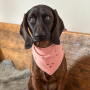 E-book The DogWorkShop Hundehalstuch Classic, Duits