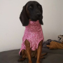 E-book The DogWorkShop Hundepullover Cozy, Duits