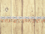 Galon perle Indien, multicolore