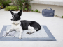 Patron Burda 5702 accessoires pour chien, version papier, en français