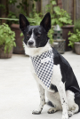 Patron Burda 5702 accessoires pour chien, version papier, en français