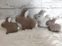 Fichier modèle broderie Lapin Pâques Fadenstark