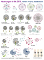 Stickdatei Rock Queen Pusteblumen Version 2.0