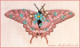 Borduurbestand Stickzebra Blütenschmetterling, Duits